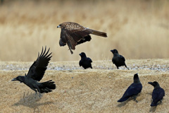 カラスの包囲網-4