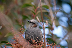 ヒヨドリポートレート