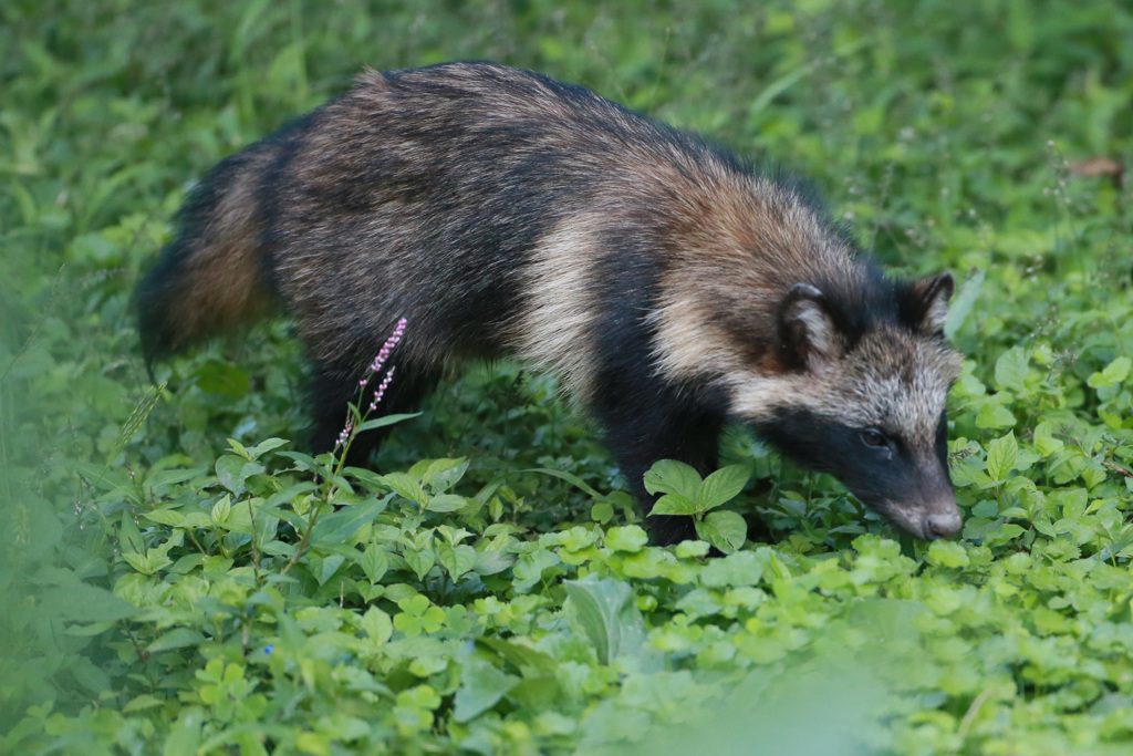 ポンタかポンコシリーズ-1