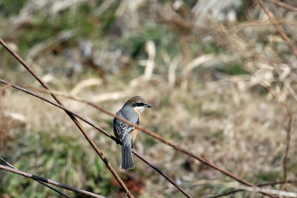 背中きれいでしょ