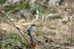 背中きれいでしょ