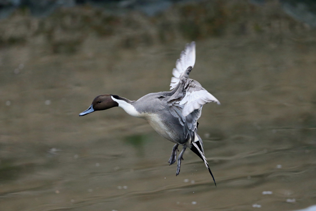 オナガガモ着水分解写真-5
