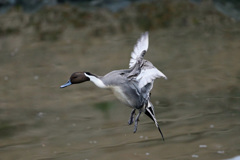 オナガガモ着水分解写真-5