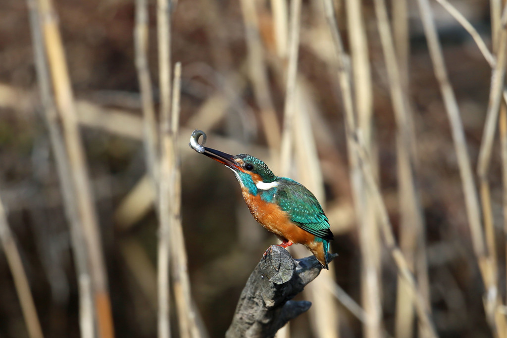 かだやしゲット