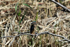 久しぶりの翡翠