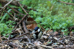 枯れ葉も食べるの？