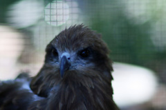 ポートレート-9