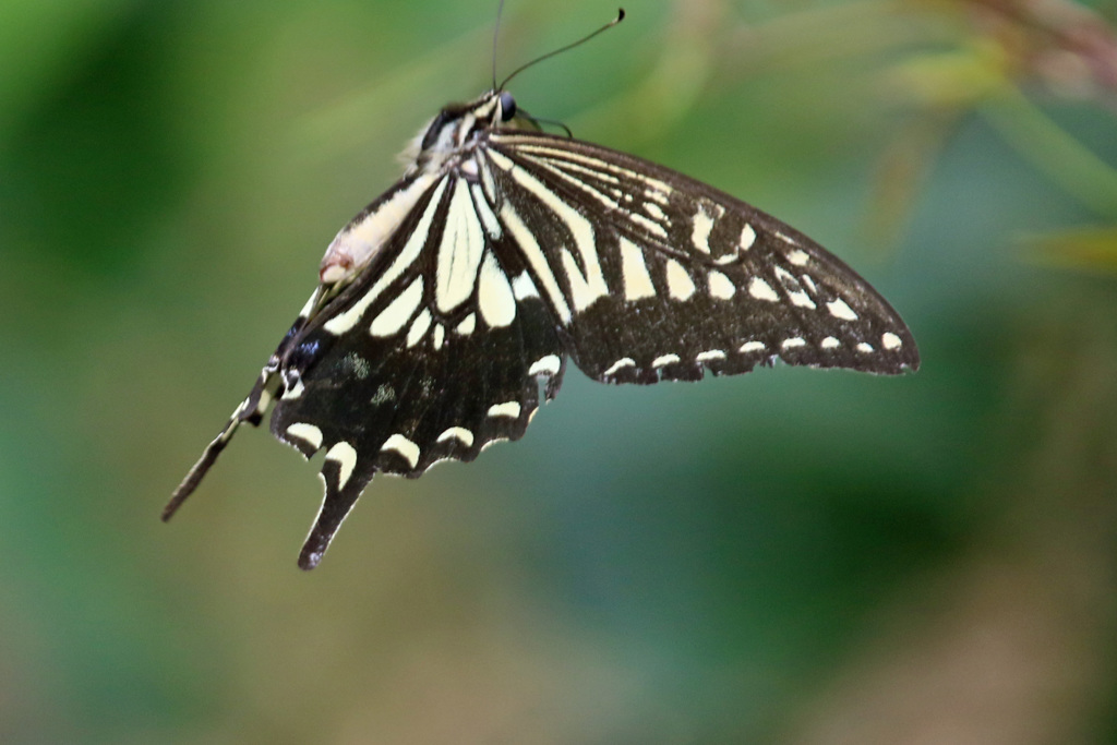 ヒラヒラアップで