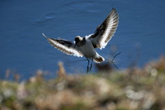 朝日を浴びたイソシギ