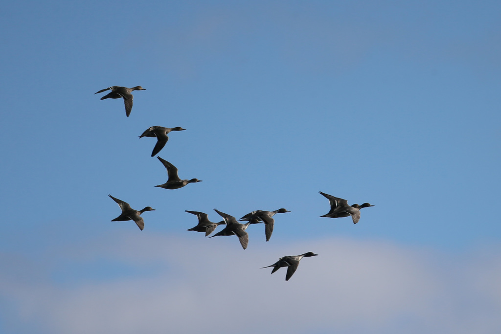 青空とコガモ編隊