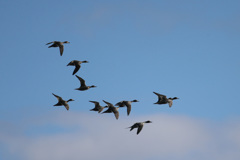 青空とコガモ編隊