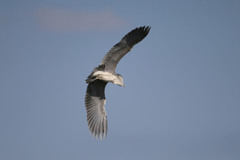 アオサギ急降下