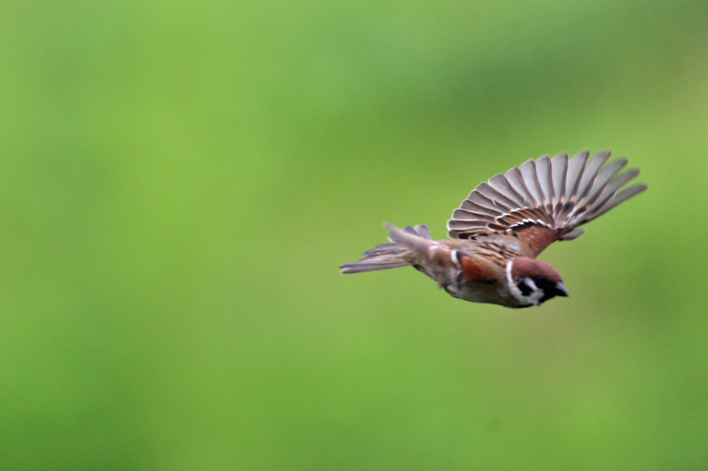 雀飛ぶ 4 By ふくろうさん Id 写真共有サイト Photohito