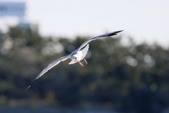 正面シリーズその4