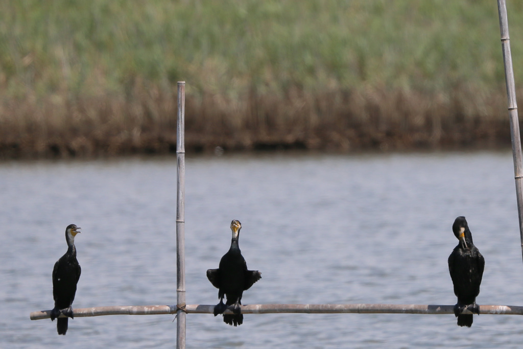 あぐらかいてます