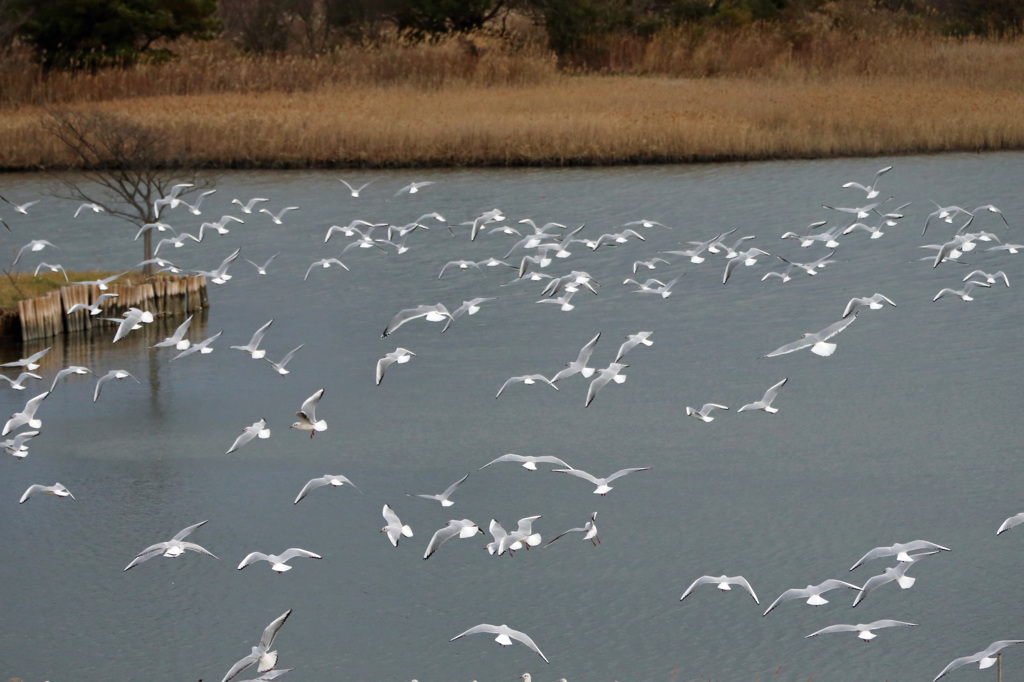 空いっぱいにユリカモメ