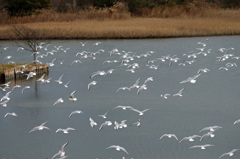 空いっぱいにユリカモメ