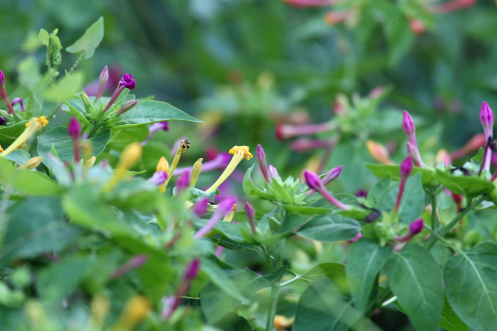 明日も咲くのかな