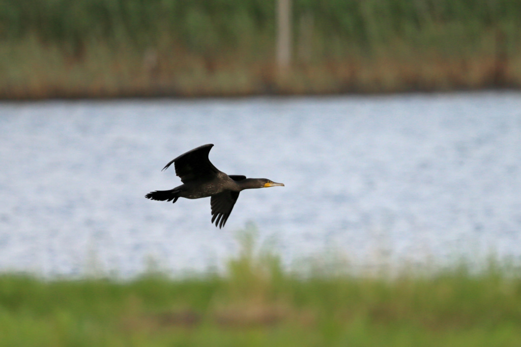 カワウ低空飛行