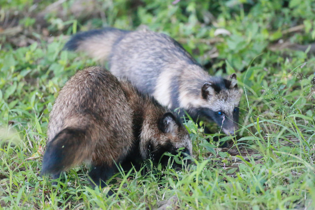 ポンタかポンコシリーズ-7