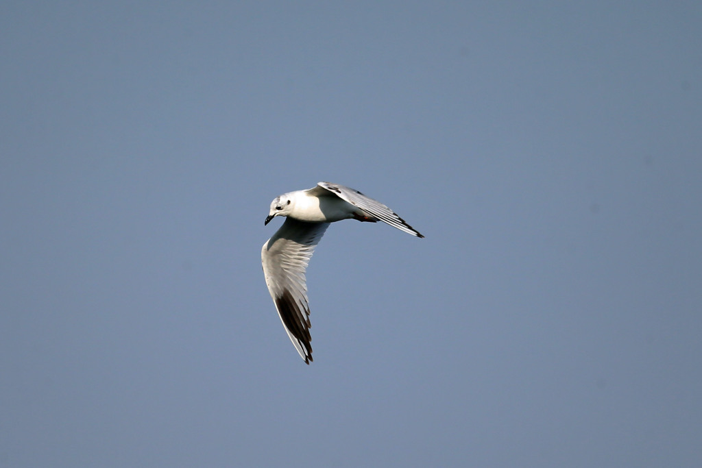 青空とズグロカモメ