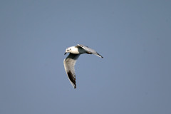 青空とズグロカモメ