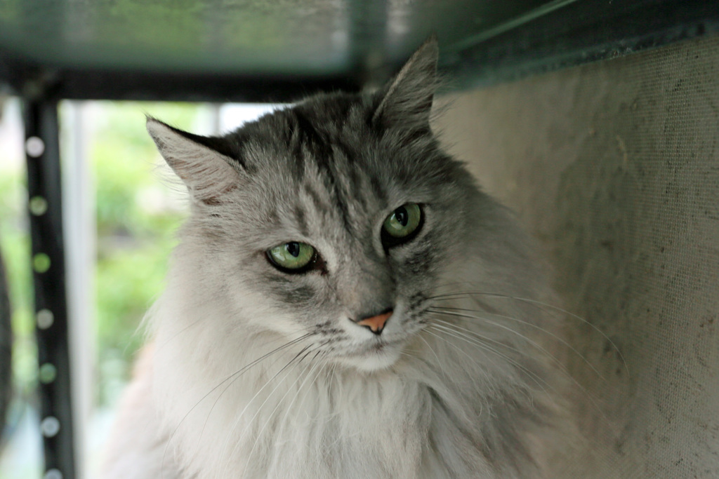 ちょっと怖い顔