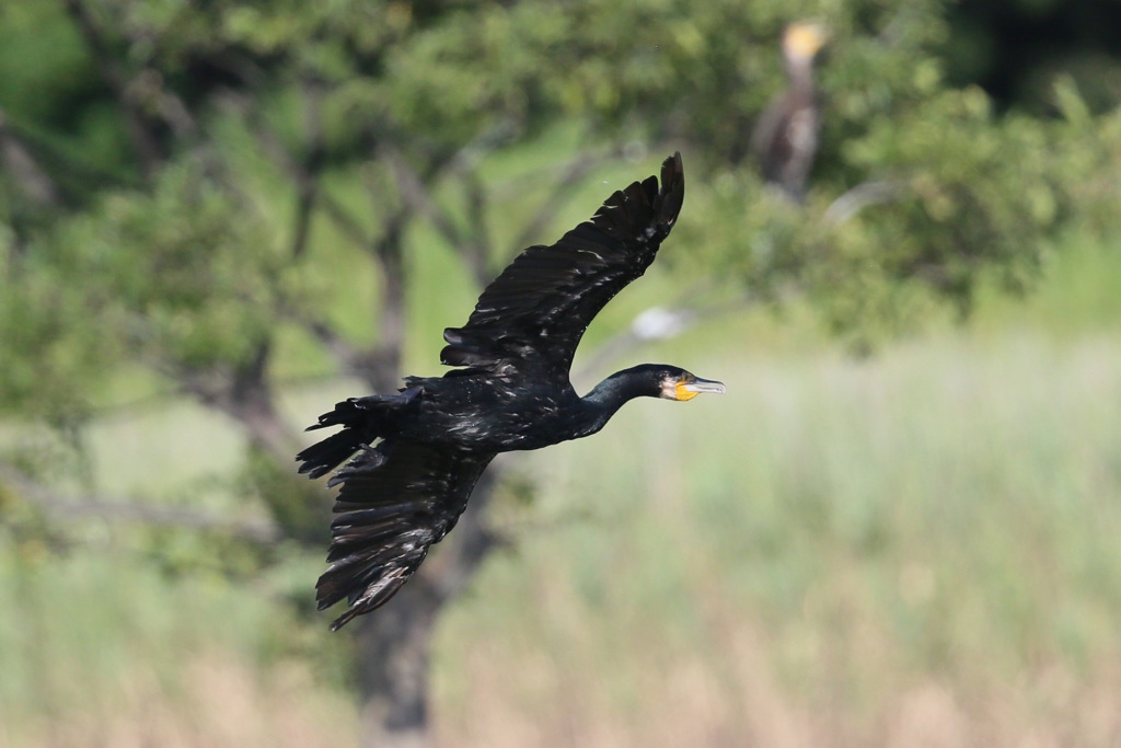 カワウの飛び方-5