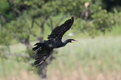 カワウの飛び方-5