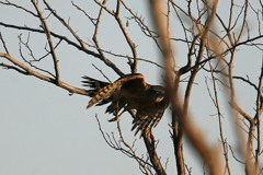 オオタカ幼鳥飛び出し