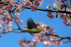 メジロ飛行中