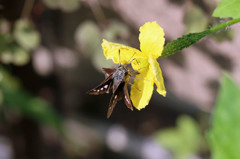 セセリ君いらっしゃい