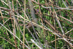 オオヨシキリ発見