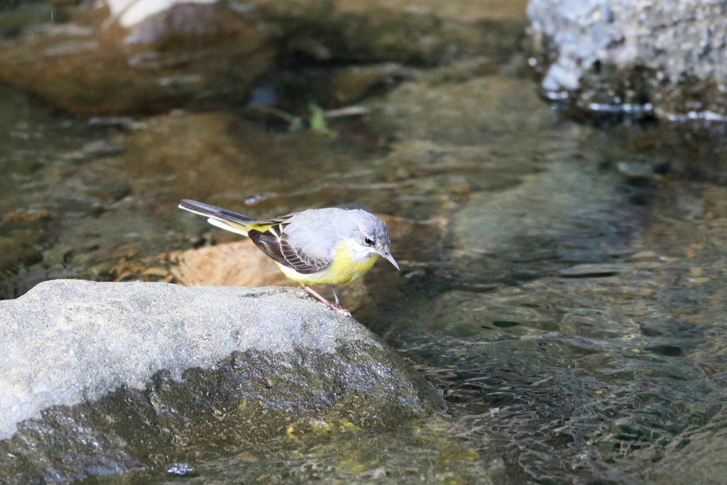 キセキレイ発見-3