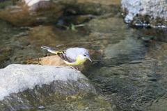 キセキレイ発見-3