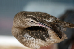 嘴首は届きません