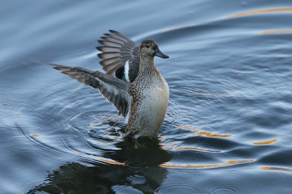 コガモ定番ポーズ-1