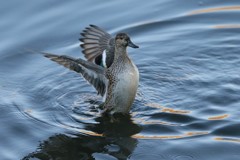 コガモ定番ポーズ-1