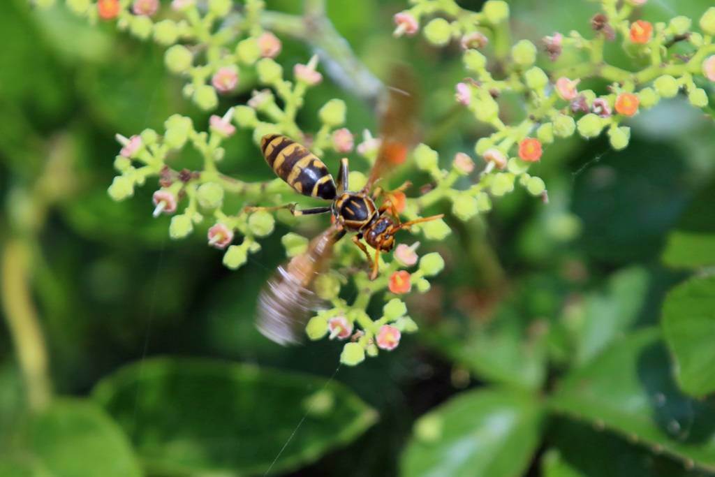 ちょっとホバリング