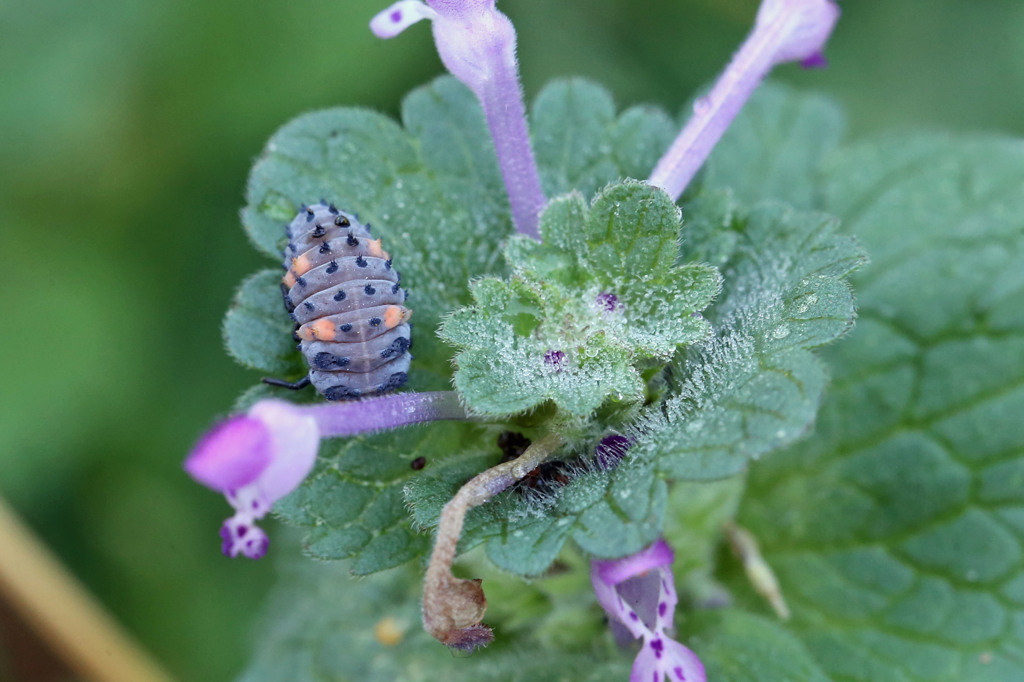 変わった組み合わせ