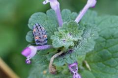 変わった組み合わせ