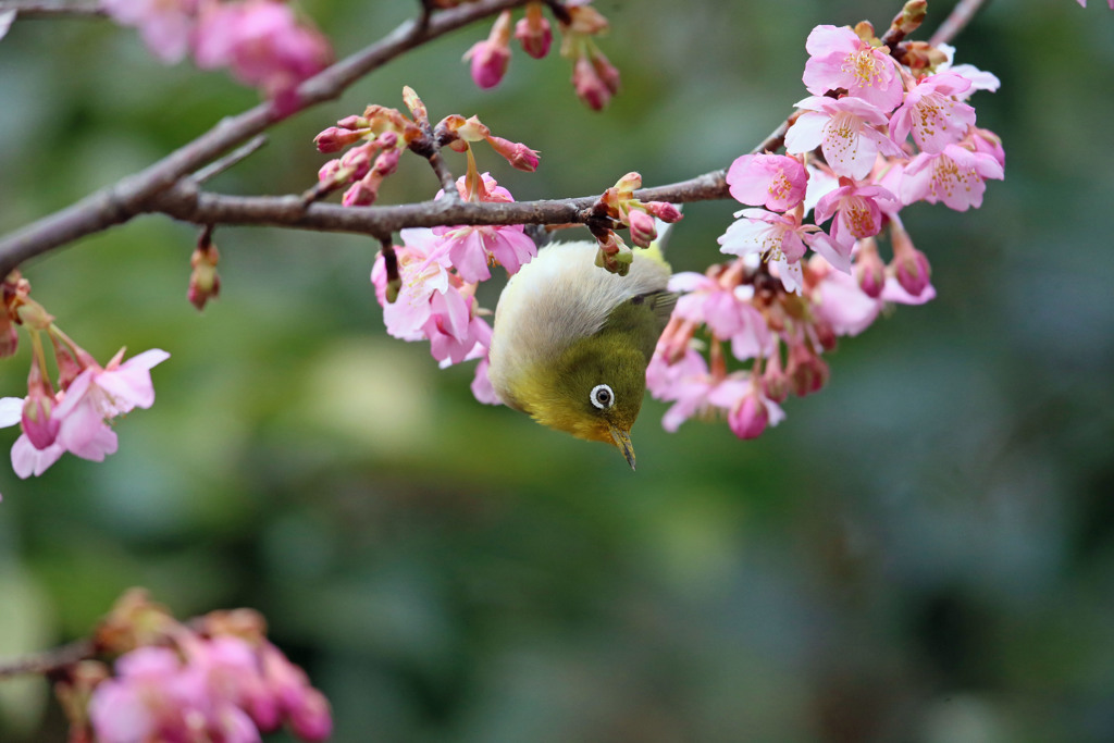 よく落ちないね