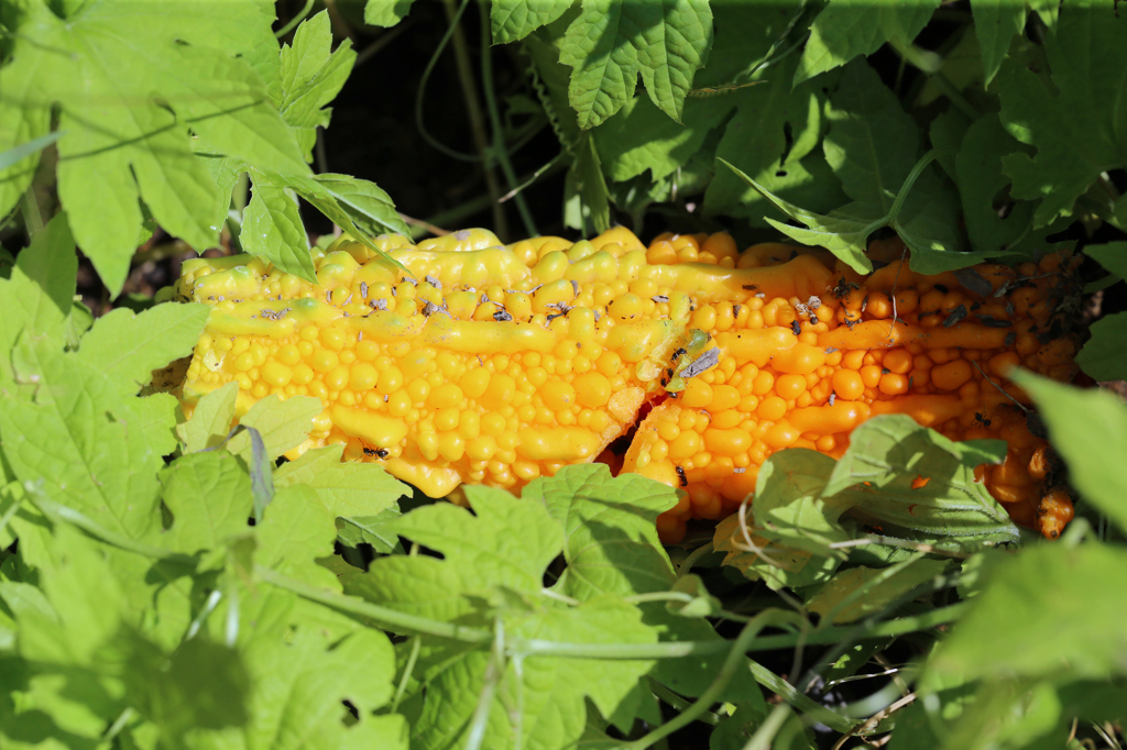 来年も出来ます