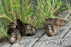 ちょっと大きくなりました