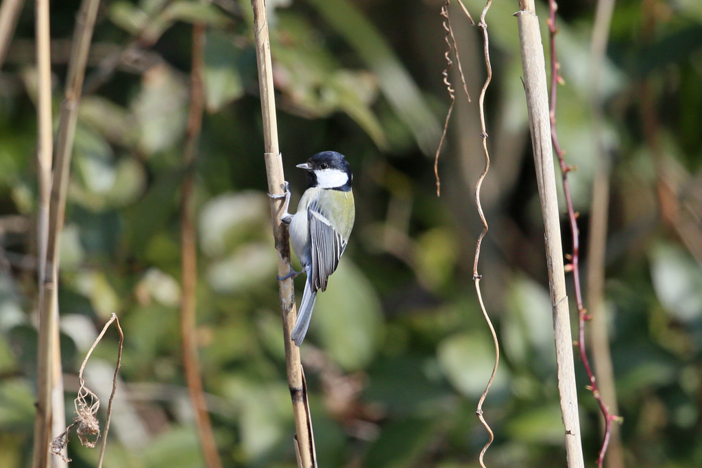 シジュウカラ定番写真