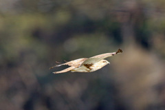 日差しを浴びて