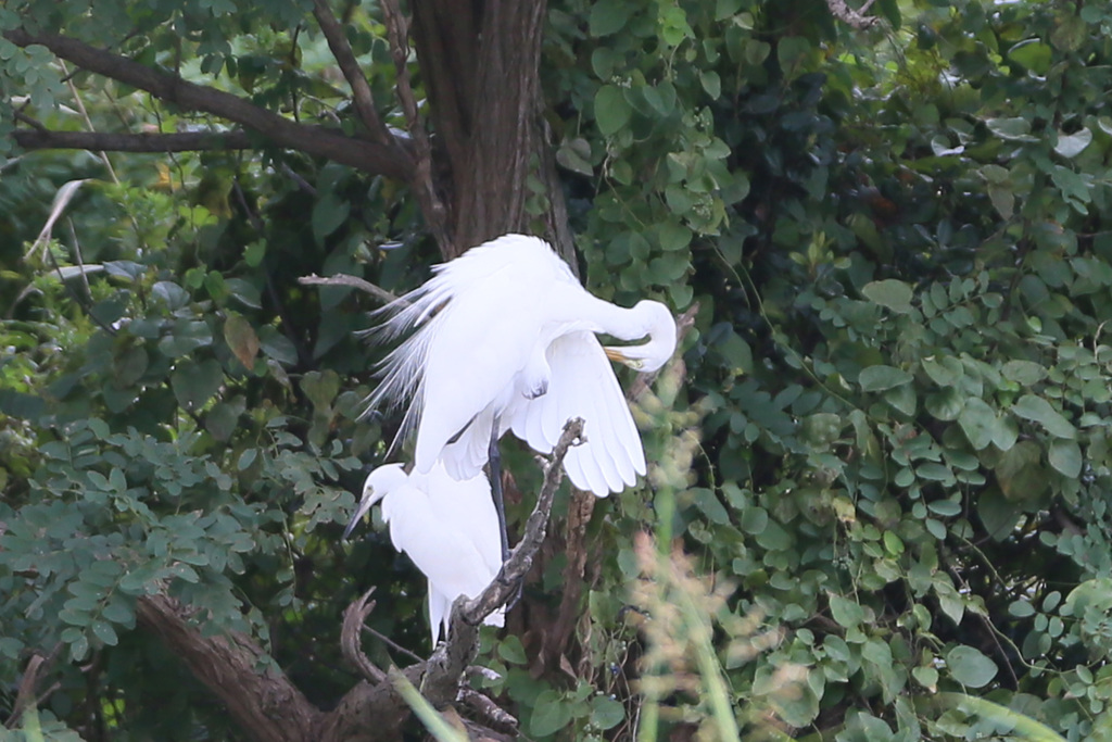 後ろにいるの母ちゃん