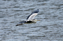 きょうは晴れです