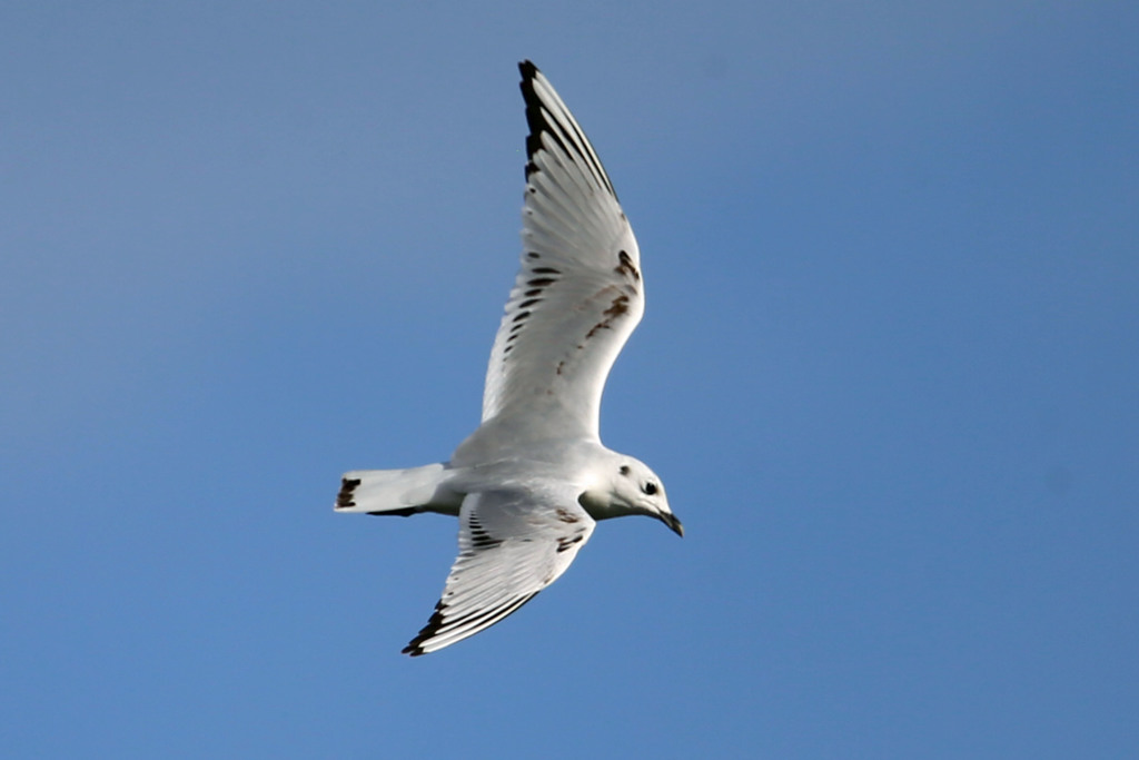 ズグロカモメ右旋回