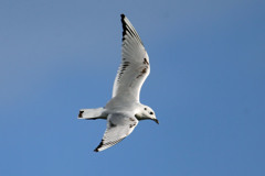 ズグロカモメ右旋回